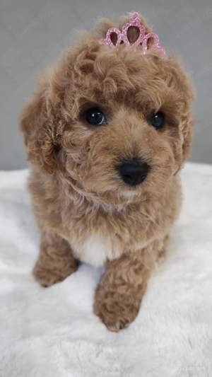Süße mini Maltipoo Hündin
