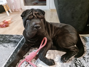 Shar-pei zu verkaufen 
