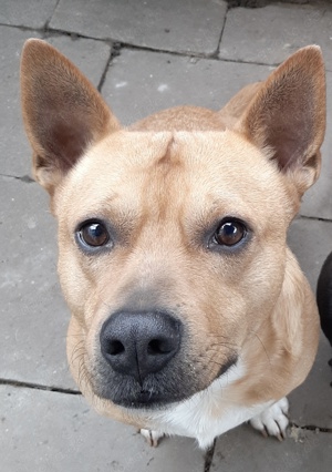 Leo sucht ein neues Zuhause 