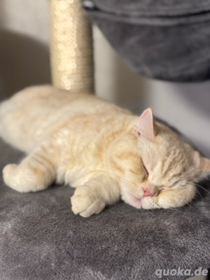 Reinrassiger BKH Deckkater