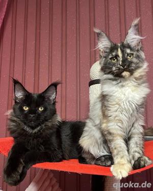 Maine Coons 