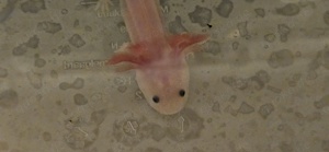 Axolotl Jungtiere , 