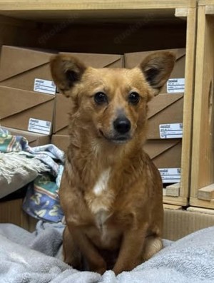 Kleine Linetta   eine sensible Seele von Hund