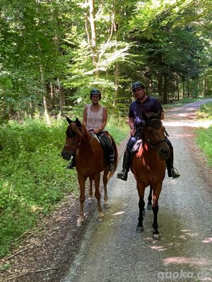 Zwei Pferde suchen reitbeteiligung  Bild 5