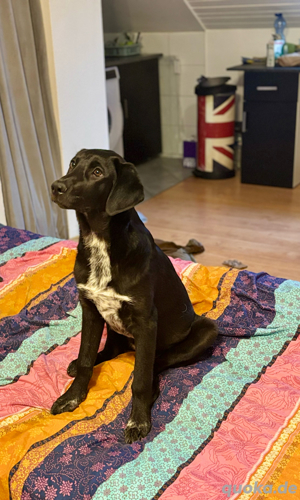 Welpe Labrador Mix Mädchen