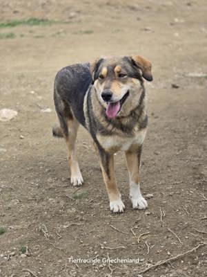 Lucky eine tolle  Junghündin  Bild 2