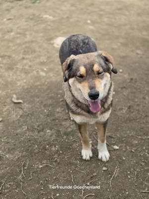 Lucky eine tolle  Junghündin  Bild 3
