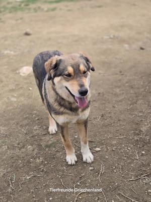 Lucky eine tolle  Junghündin  Bild 4