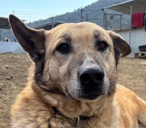 Rex total lieb und Menschenbezogen