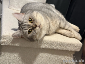 BKH Kater Silver Shadow geimpft, entwurmt, nicht kastriert