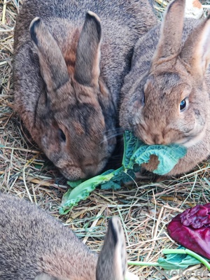 Kaninchen Hasen mittelgroß m w