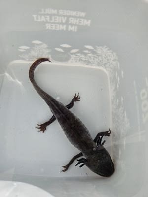 Axolotl Männchen verkauf oder Tausch an fischen 