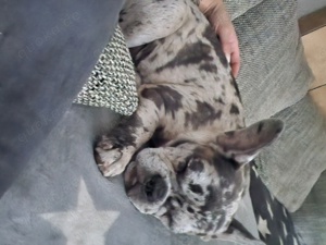 Französiche bulldogge 