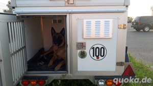 Deckrüde Malinois Bild 8