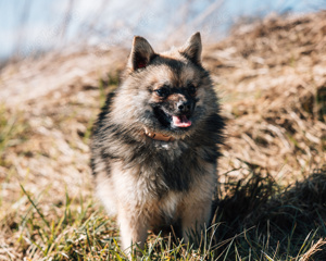 Kleinbleibender Pomsky F3 Junghund Abgabebereit