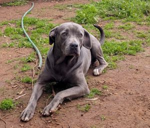 Cane-Corso-Mix Lana sucht Zuhause