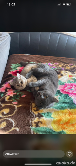 Katzen zu verkaufen