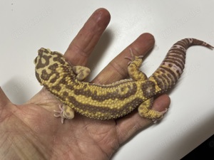 Leopardgecko NZ 2024