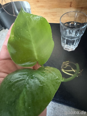 Monstera Borsigiana - Steckling