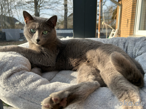 Deckkater Russisch blau