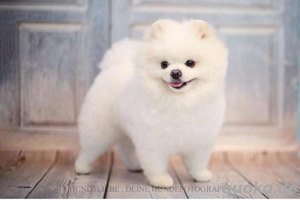 Deckrüde   Zwergspitz (Pom) Hund nicht zum verkauf
