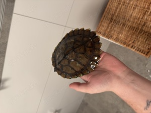 Zwei Höckerschildkröten 10 Monate dringend abzugeben 