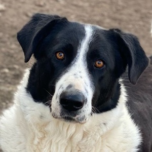 Franka, geb. ca. 06 2019, lebt in GRIECHENLAND, im städt. Tierheim Serres