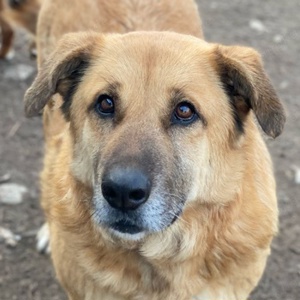 Linn, geb. ca. 05 2020, lebt in GRIECHENLAND, im städt. Tierheim Serres