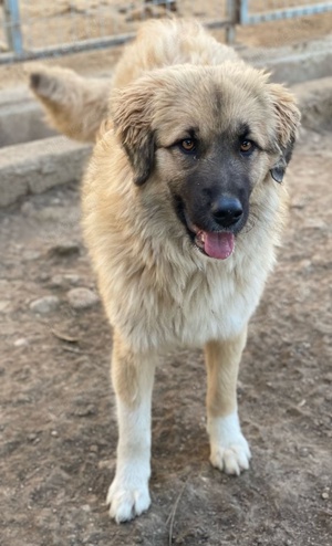 Malou, geb. ca. 04 2024, lebt in GRIECHENLAND, im städt. Tierheim Serres Bild 6