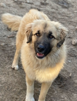 Malou, geb. ca. 04 2024, lebt in GRIECHENLAND, im städt. Tierheim Serres Bild 8