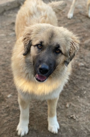 Malou, geb. ca. 04 2024, lebt in GRIECHENLAND, im städt. Tierheim Serres Bild 5