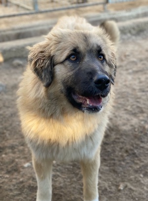 Malou, geb. ca. 04 2024, lebt in GRIECHENLAND, im städt. Tierheim Serres Bild 4