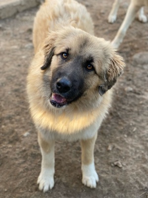 Malou, geb. ca. 04 2024, lebt in GRIECHENLAND, im städt. Tierheim Serres Bild 9