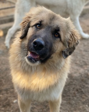 Malou, geb. ca. 04 2024, lebt in GRIECHENLAND, im städt. Tierheim Serres Bild 3