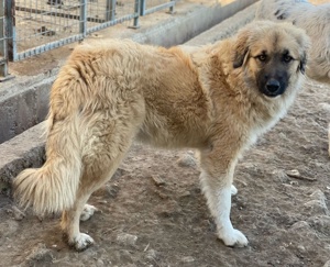 Malou, geb. ca. 04 2024, lebt in GRIECHENLAND, im städt. Tierheim Serres Bild 7