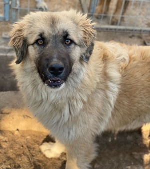 Malou, geb. ca. 04 2024, lebt in GRIECHENLAND, im städt. Tierheim Serres Bild 2