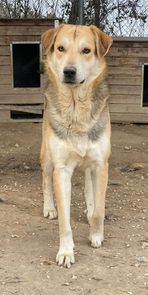 Leo, geb. ca. 12 2023, lebt in GRIECHENLAND, im städt. Tierheim Serres  Bild 2