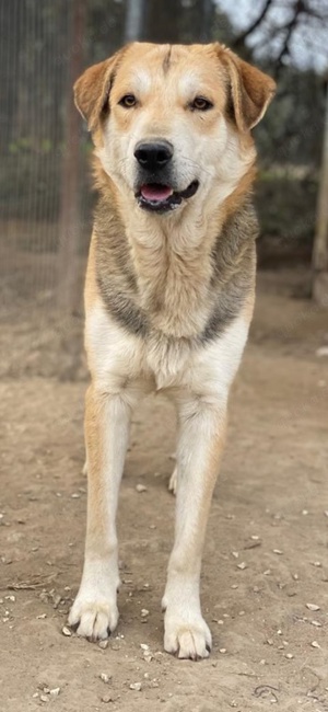Leo, geb. ca. 12 2023, lebt in GRIECHENLAND, im städt. Tierheim Serres  Bild 5