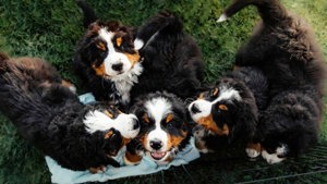 Entzückende Berner Sennenhundwelpen