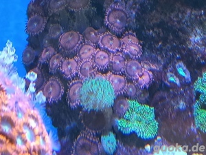 Meerwasser Weichkorallen  Bild 2