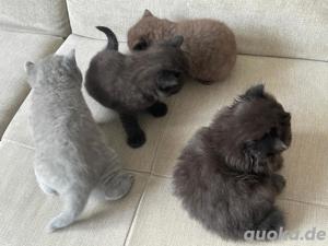 Deckkater BKH Bild 6