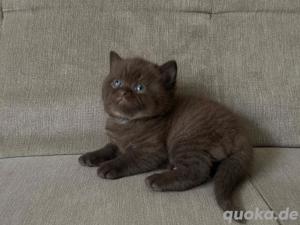Deckkater BKH Bild 7