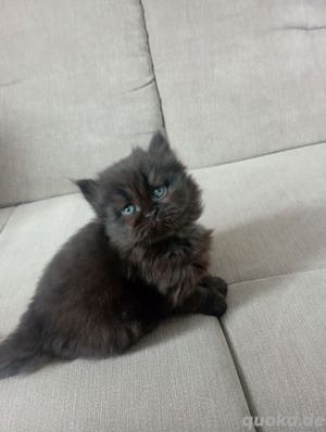 Deckkater BKH Bild 9