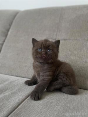 Deckkater BKH Bild 8