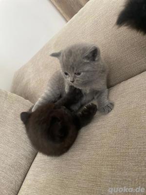 Deckkater BKH Bild 10