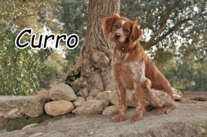  Sind Sie geduldig genug und haben ein großes Herz an Curro zu verschenken?