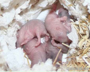 Roborowski Zwerghamsterbabys 10 