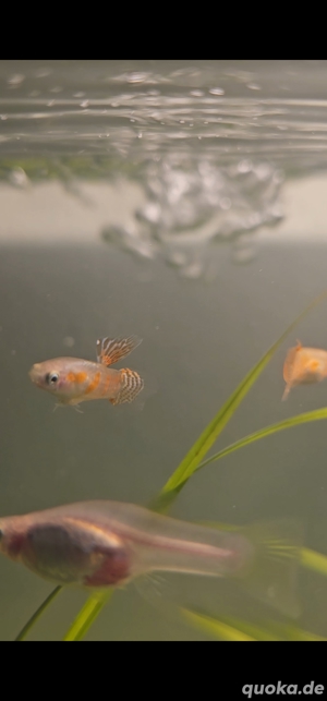 Ginga Rubra Guppy reinerbig Rarität 