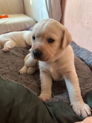 Blonde labbi rüden 
