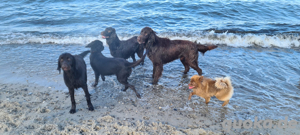 Flat coated Retriever braun Welpen